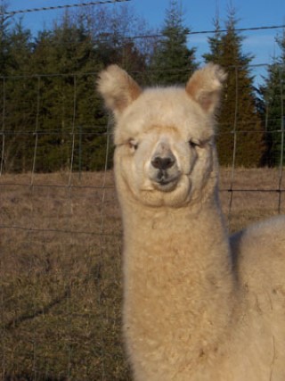 Alpaca For Sale - New Forest Renata at New Forest Alpacas